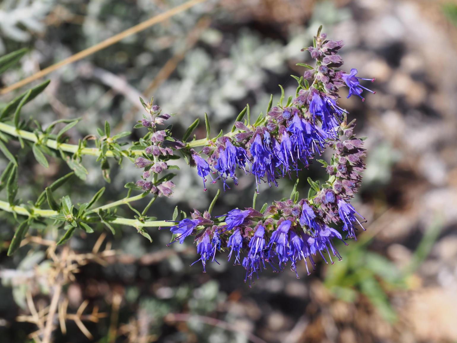 Hyssop